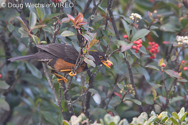 Island Thrush w02-48-222.jpg